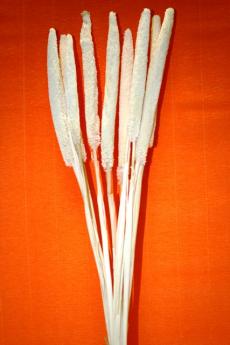  BABALA 5/Камыш персиковый, 10 шт./уп.